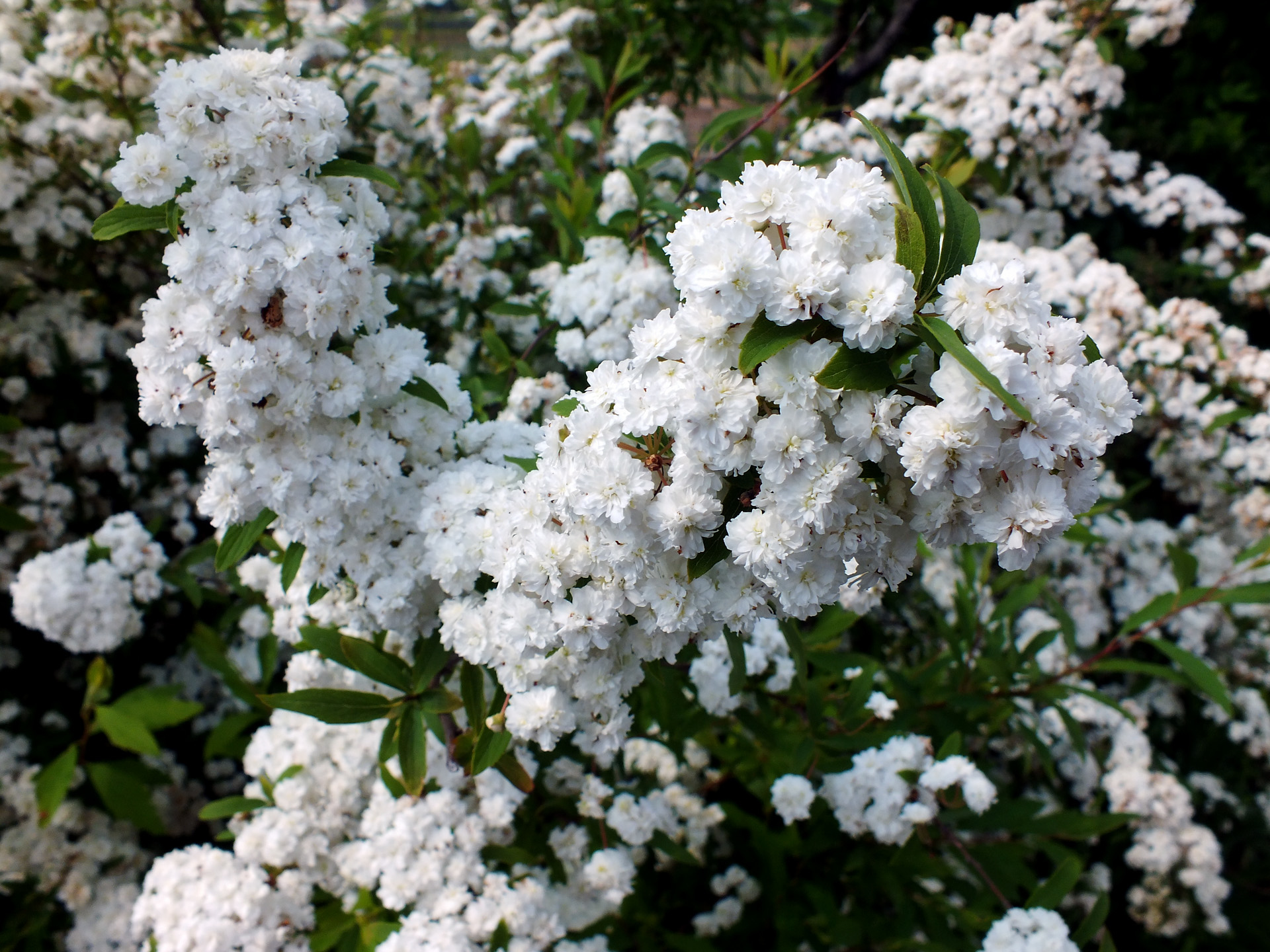 花 植物 八重咲きコデマリ 壁紙19x1440 壁紙館