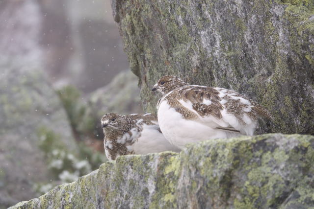 常念岳のチビ雷鳥8