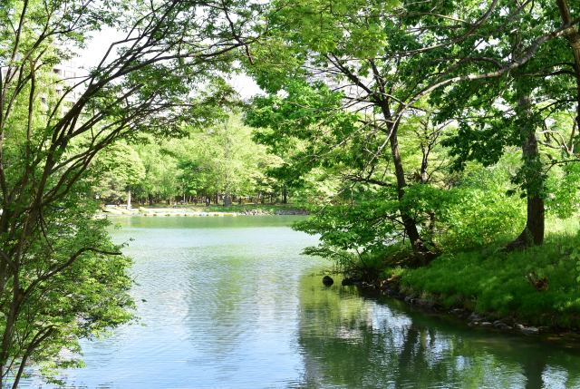 中島公園 菖蒲池