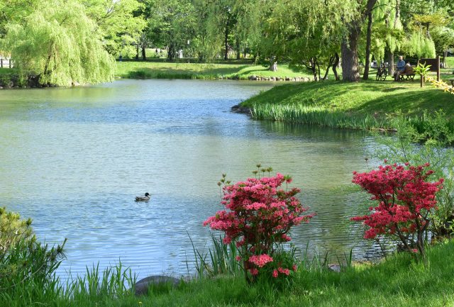 中島公園 菖蒲池