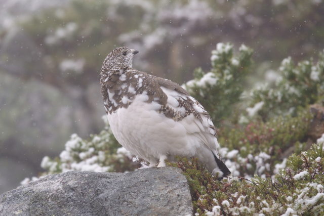 常念岳のママ雷鳥3