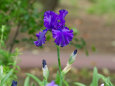 散歩道の花 1905-23-1