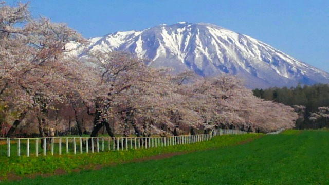 岩手山~桜~