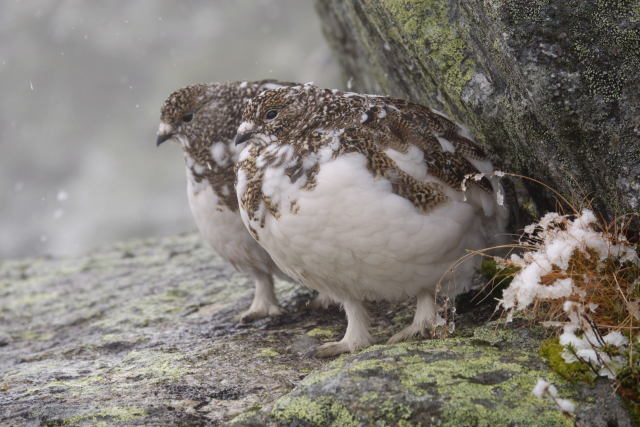 常念岳のチビ雷鳥10