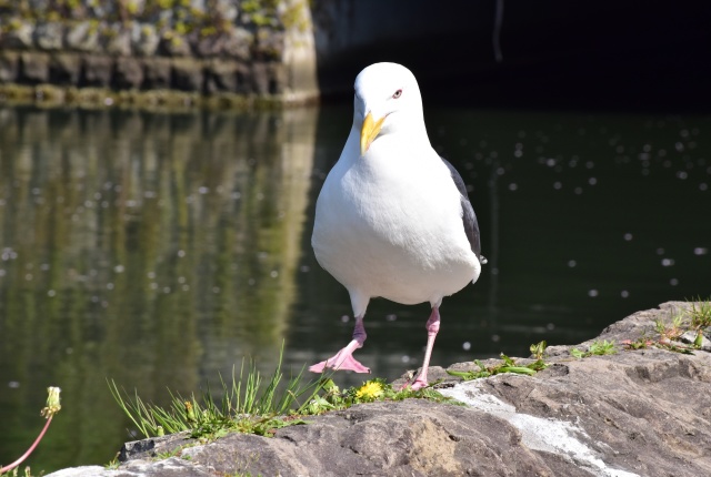 運河沿いをお散歩2