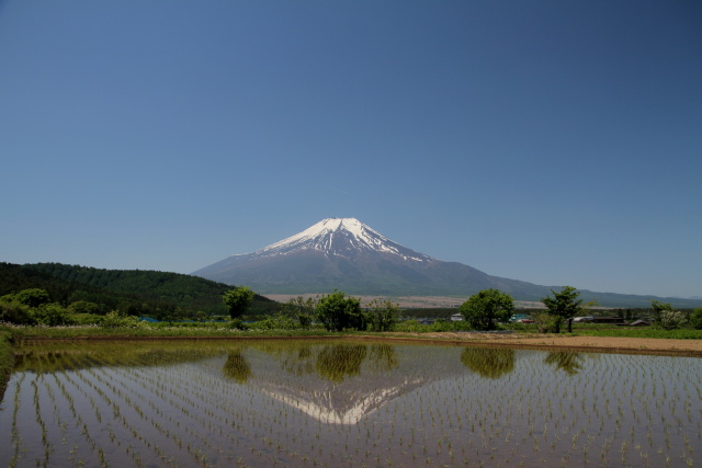 春の風物詩