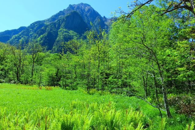 新緑の上高地