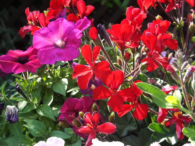 初夏の花壇に咲く花