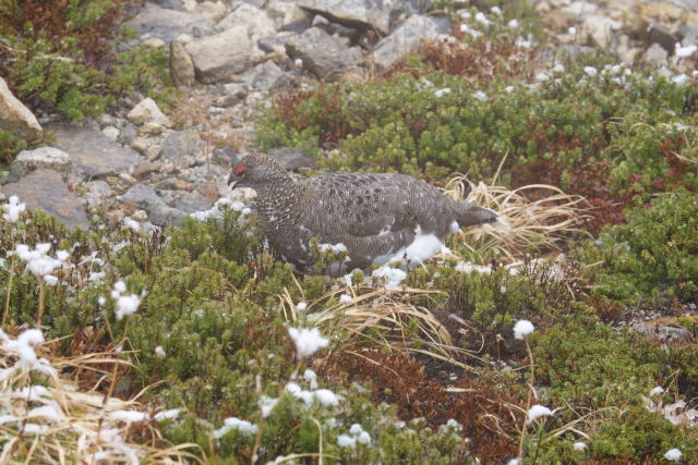 常念岳の雄雷鳥7