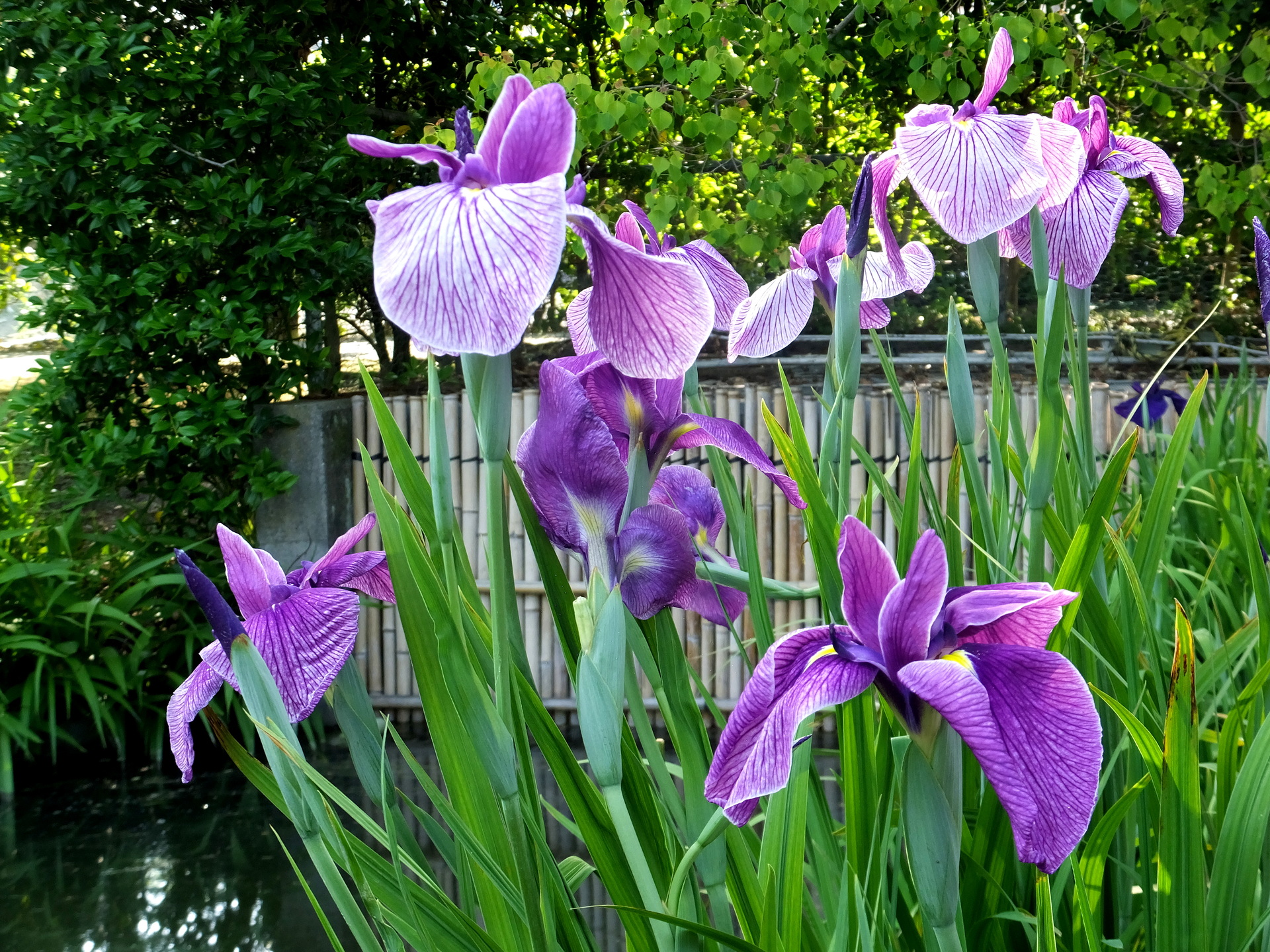 花 植物 花菖蒲 和風の庭に 壁紙19x1440 壁紙館