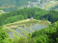  山里の棚田 田植え始まる2