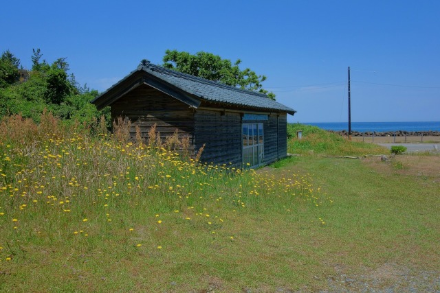 ブタナ花と浜小屋