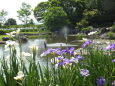 夏日和の花菖蒲園