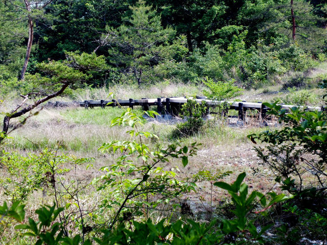 高原湿原