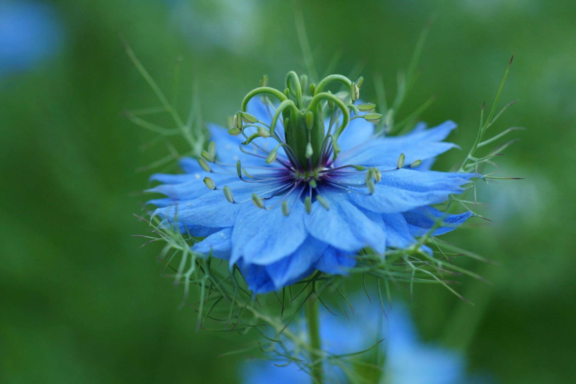 花 植物 ニゲラ 壁紙19x1280 壁紙館