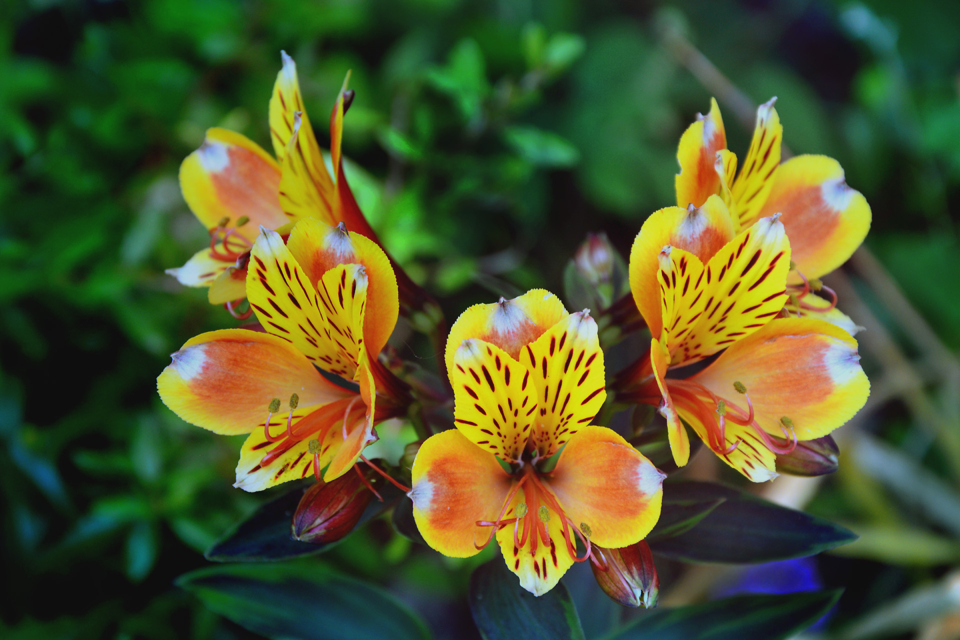 花 植物 アルストロメリア 壁紙19x1280 壁紙館