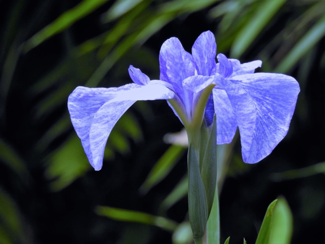 花菖蒲