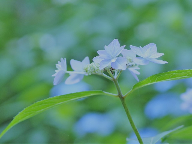 山紫陽花 七段花