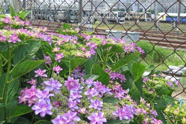 散歩道の花 1906-3-1