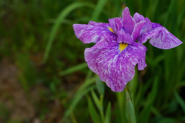 咲き始めた花菖蒲2019