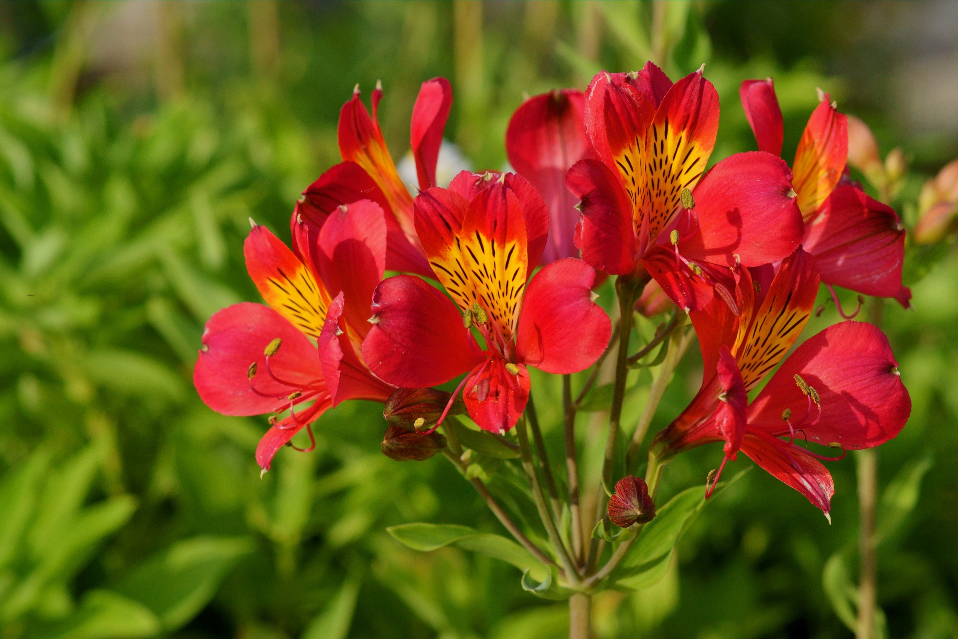 花 植物 アルストロメリア 壁紙19x1280 壁紙館