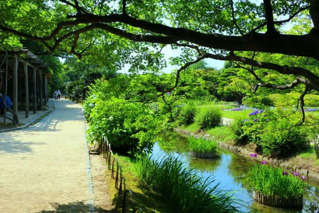 新緑の後楽園