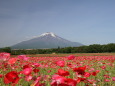 富士山&ポピー