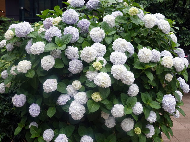 銀座の紫陽花