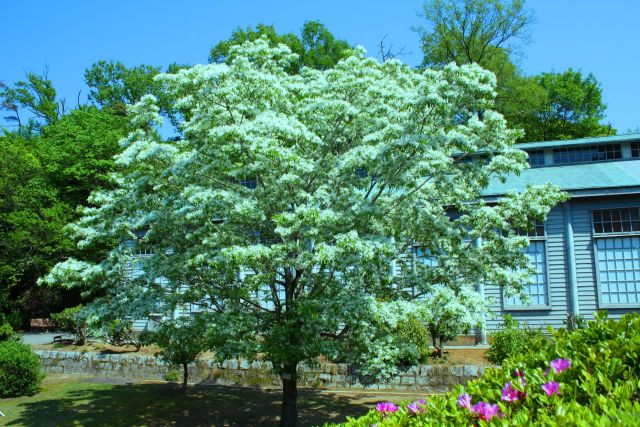 新緑の明治村