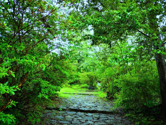 雨の新緑熊野古道