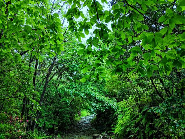 雨の新緑熊野古道