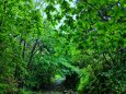 雨の新緑熊野古道