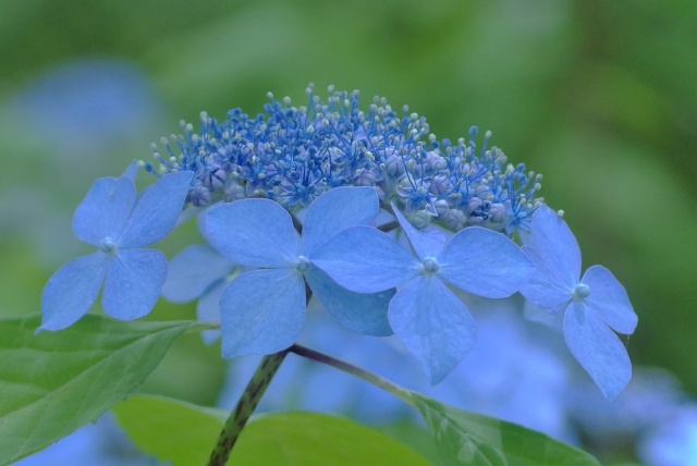 黒姫紫陽花