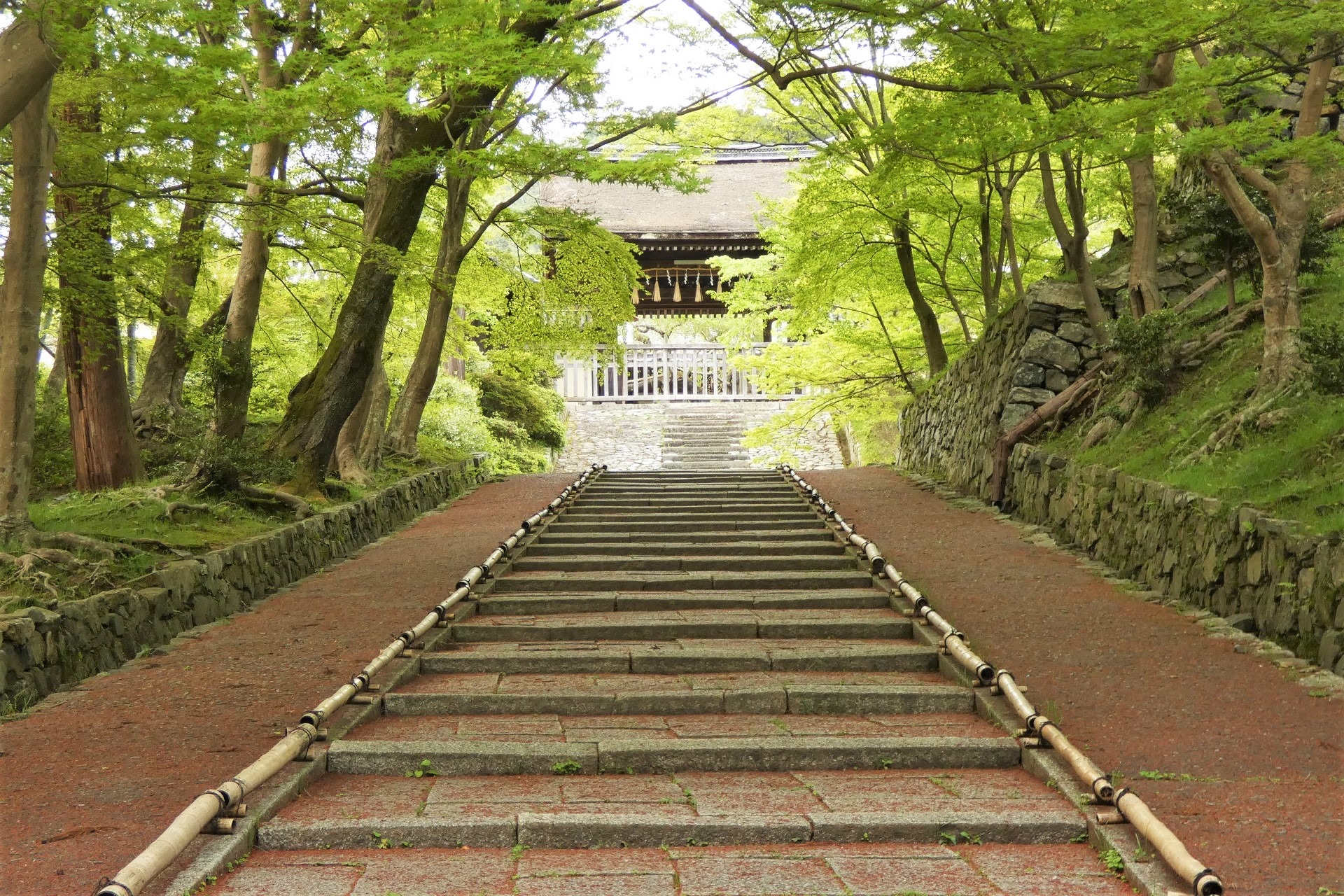 日本の風景 毘沙門堂の青もみじ 壁紙19x1280 壁紙館