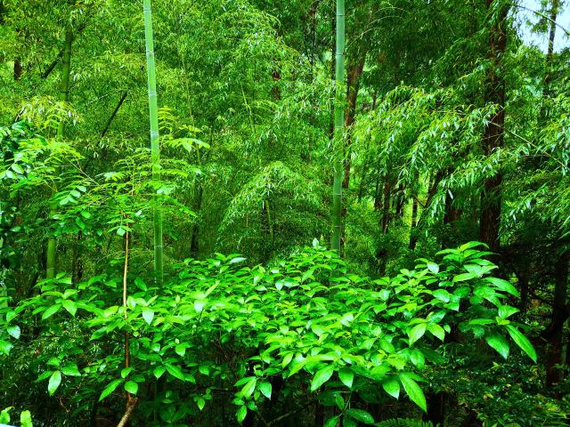 雨の新緑