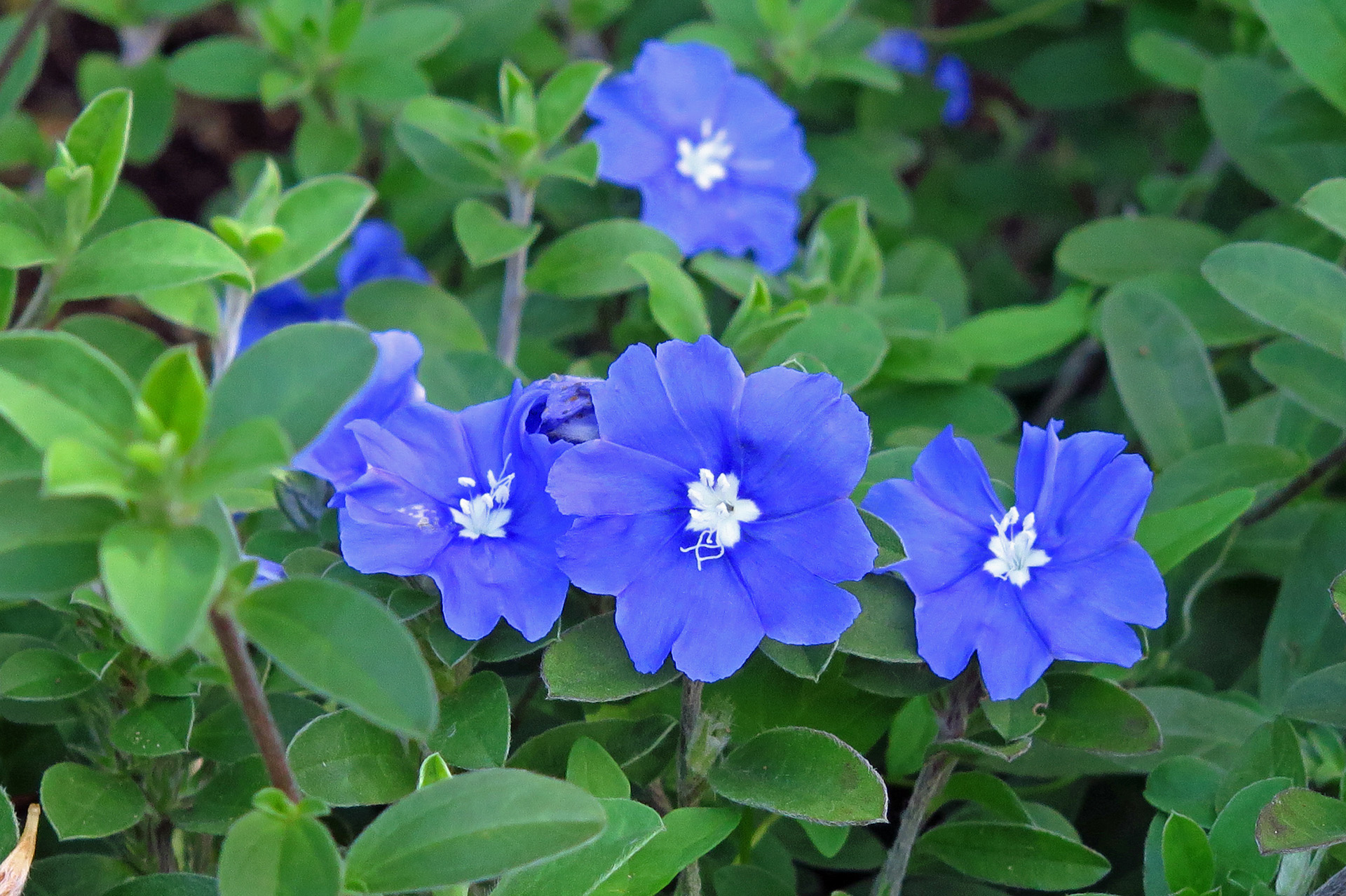 花 植物 アメリカンブルー 壁紙19x1279 壁紙館