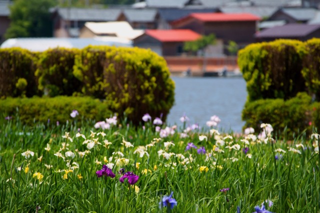 2019北潟花菖蒲園#1