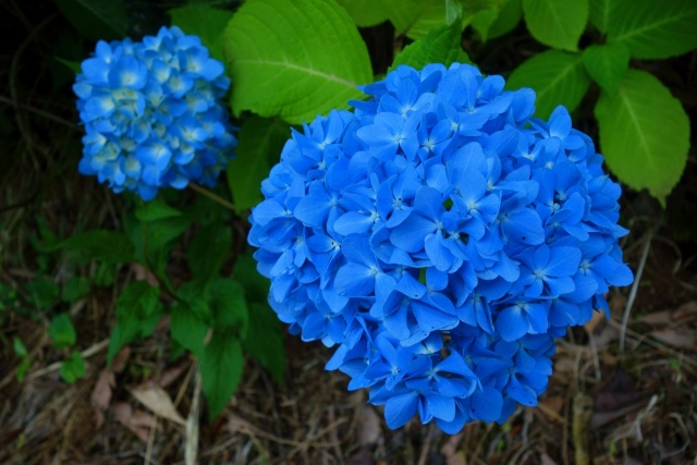 北潟花菖蒲園の青い紫陽花