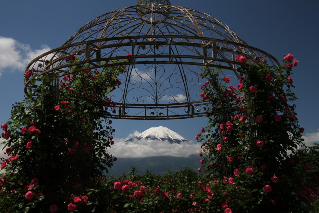 バラに富士山