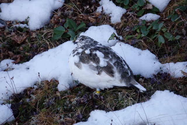 仙丈小屋の雄雷鳥5