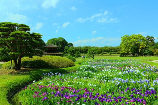 新緑の後楽園