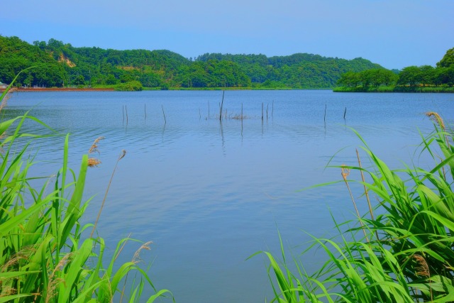 初夏の北潟湖