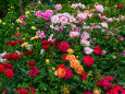 富山県花総合センターの薔薇