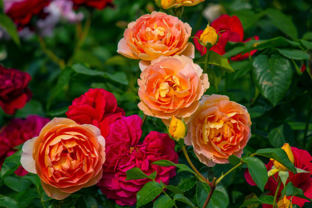 富山県花総合センターの薔薇