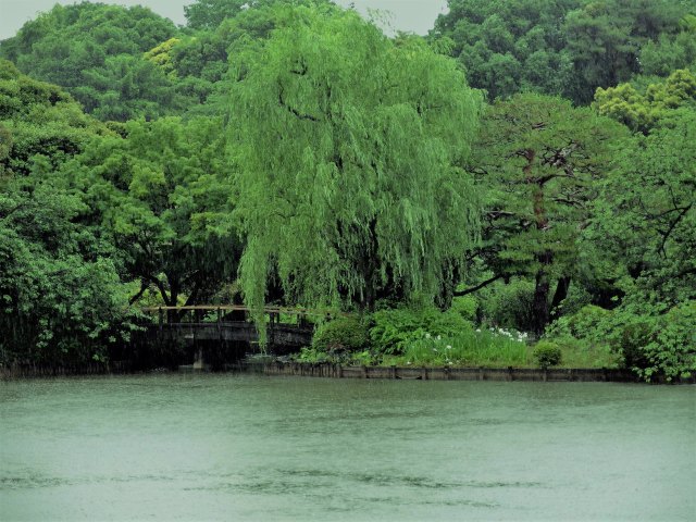 上の池の初夏