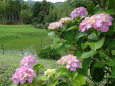 日陰道.紫陽花