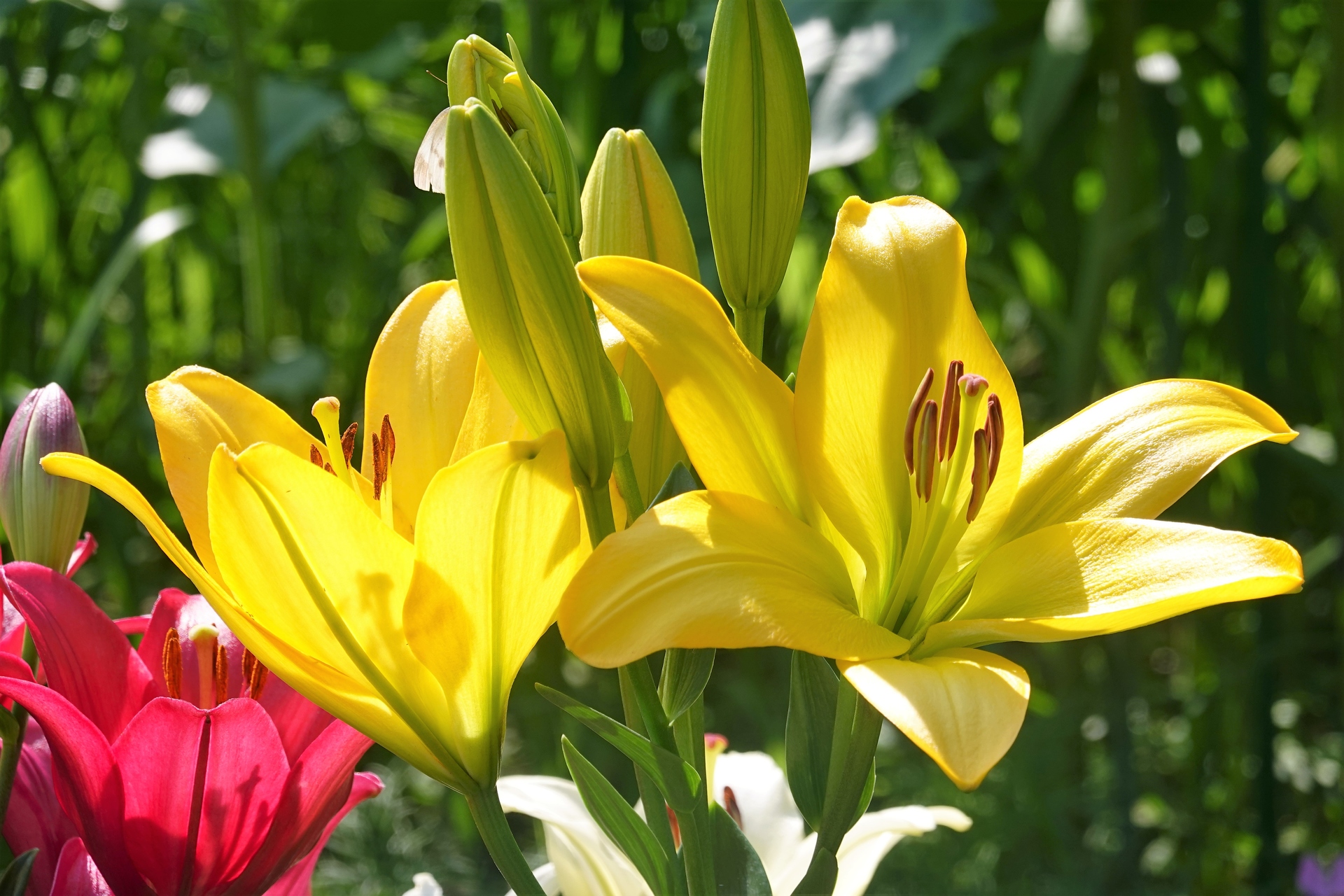 花 植物 ユリの花 壁紙19x1280 壁紙館