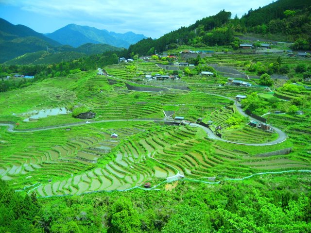 新緑の丸山千枚田