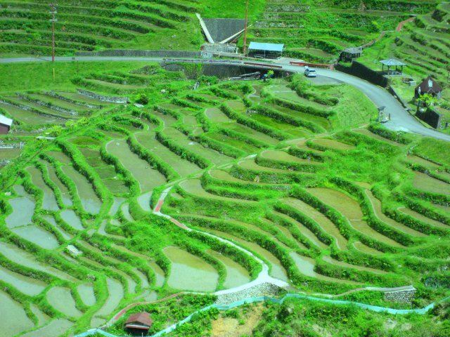 新緑の丸山千枚田