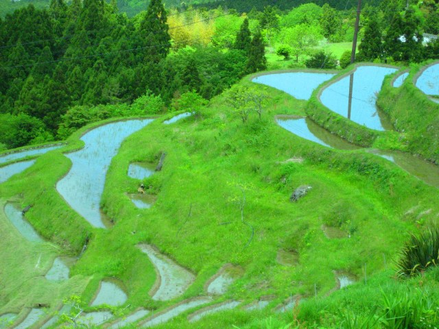 新緑の丸山千枚田